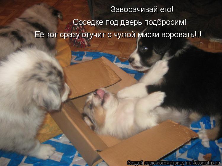 Соседке под дверь подбросим! Заворачивай его! Её кот сразу отучит с чужой миски воровать!!!... Котоматрица: Соседке под дверь подбросим! Заворачивай его! Её кот сразу отучит с чужой миски воровать!!!