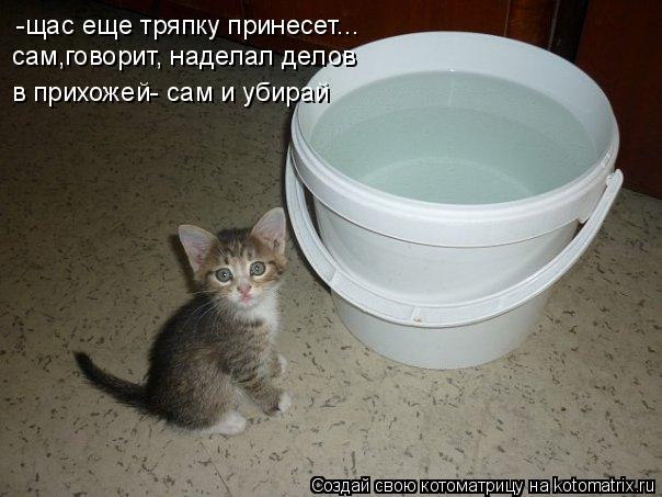 Котоматрица: -щас еще тряпку принесет... сам,говорит, наделал делов в прихожей- сам и убирай