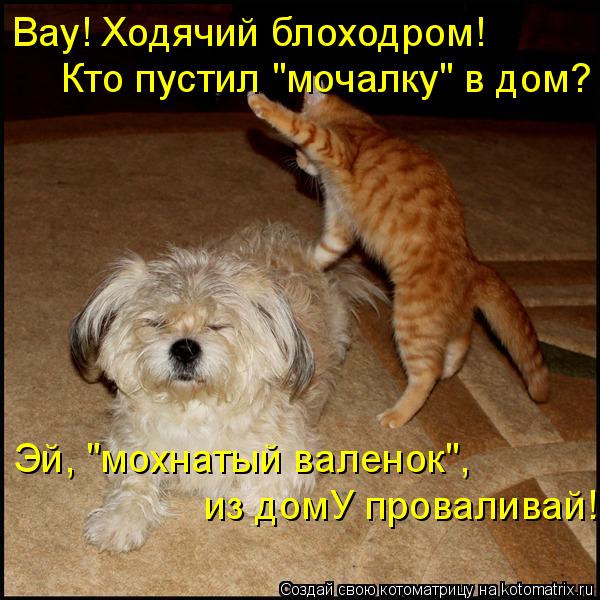 Вау! Ходячий блоходром! Кто пустил "мочалку" в дом? Эй, "мохнатый валенок", из домУ проваливай!... Котоматрица: Вау! Ходячий блоходром! Кто пустил "мочалку" в дом? Эй, "мохнатый валенок", из домУ проваливай!