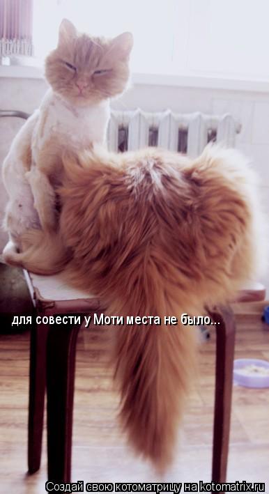 для совести у Моти места не было...... Котоматрица: для совести у Моти места не было...