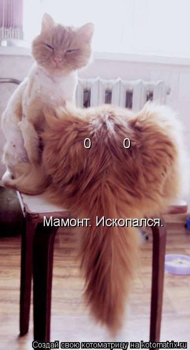 0 0 Мамонт. Ископался.... Котоматрица: 0 0 Мамонт. Ископался.