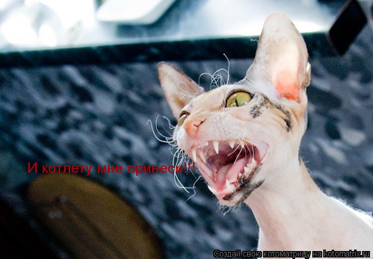 И котлету мне принеси!!!... Котоматрица: И котлету мне принеси!!!