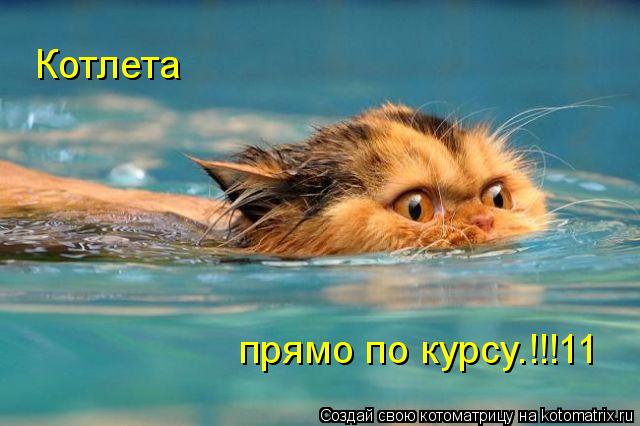 Котлета прямо по курсу.!!!11... Котоматрица: Котлета прямо по курсу.!!!11