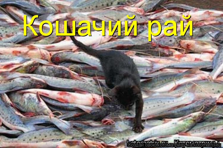 Кошачий рай... Котоматрица: Кошачий рай