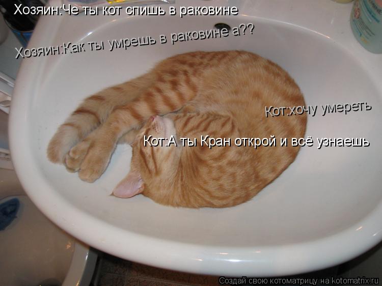 Котоматрица: Хозяин:Че ты кот спишь в раковине Кот:хочу умереть  Хозяин:Как ты умрешь в раковине а?? Кот:А ты Кран открой и всё узнаешь