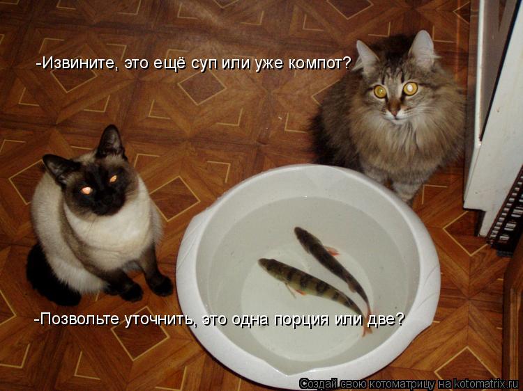 -Извините, это ещё суп или уже компот? -Позвольте уточнить, это одна порция или две?... Котоматрица: -Извините, это ещё суп или уже компот? -Позвольте уточнить, это одна порция или две?