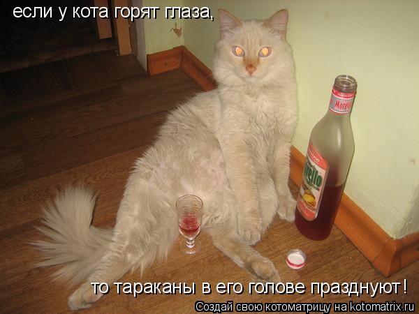 если у кота горят глаза, то тараканы в его голове празднуют !... Котоматрица: если у кота горят глаза, то тараканы в его голове празднуют !