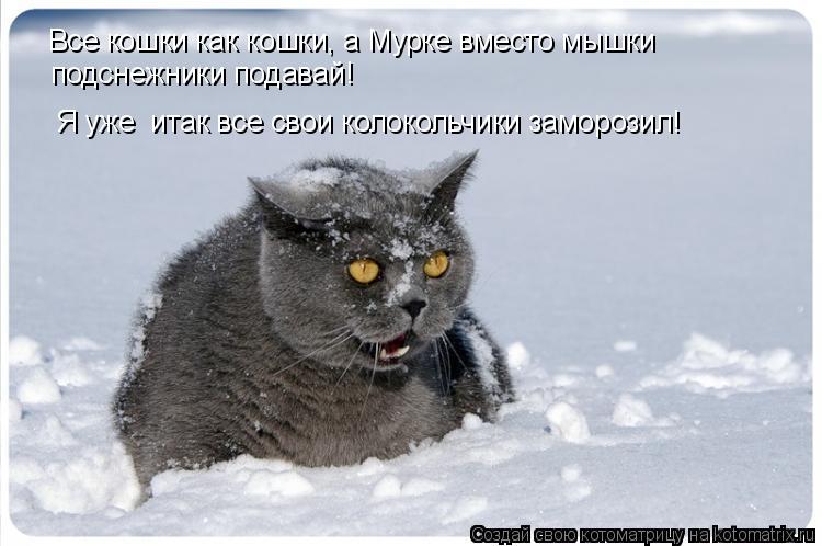 Все кошки как кошки, а Мурке вместо мышки подснежники подавай! Я уже итак все свои колокольчики з... Котоматрица: Все кошки как кошки, а Мурке вместо мышки подснежники подавай! Я уже итак все свои колокольчики заморозил!