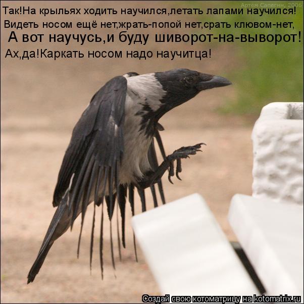 Так!На крыльях ходить научился,летать лапами научился! Видеть носом ещё нет,жрать-попой нет,срать клю... Котоматрица: Так!На крыльях ходить научился,летать лапами научился! Видеть носом ещё нет,жрать-попой нет,срать клювом-нет, А вот научусь,и буду шиворот-н