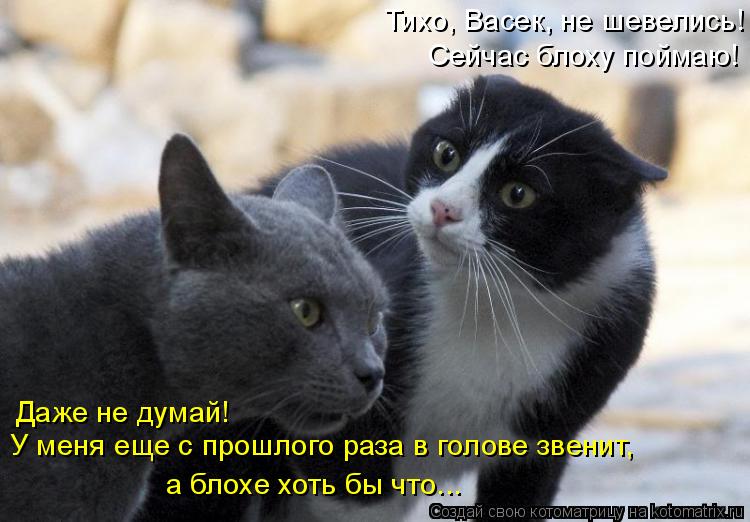 Тихо, Васек, не шевелись! Сейчас блоху поймаю! У меня еще с прошлого раза в голове звенит, а блохе ... Котоматрица: Тихо, Васек, не шевелись! Сейчас блоху поймаю! У меня еще с прошлого раза в голове звенит, а блохе хоть бы что... Даже не думай!