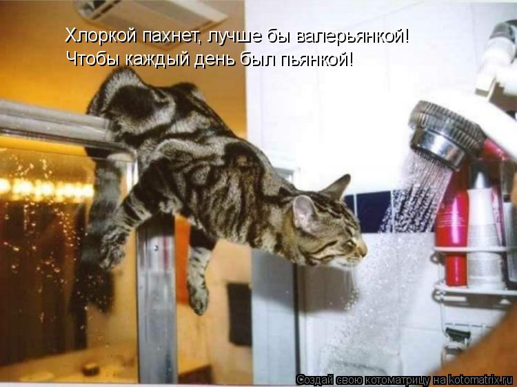 Хлоркой пахнет, лучше бы валерьянкой! Чтобы каждый день был пьянкой!... Котоматрица: Хлоркой пахнет, лучше бы валерьянкой! Чтобы каждый день был пьянкой!