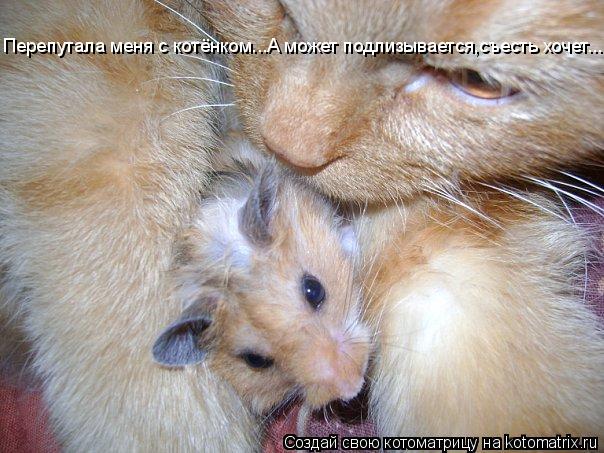 Перепутала меня с котёнком...А может подлизывается,съесть хочет....... Котоматрица: Перепутала меня с котёнком...А может подлизывается,съесть хочет....
