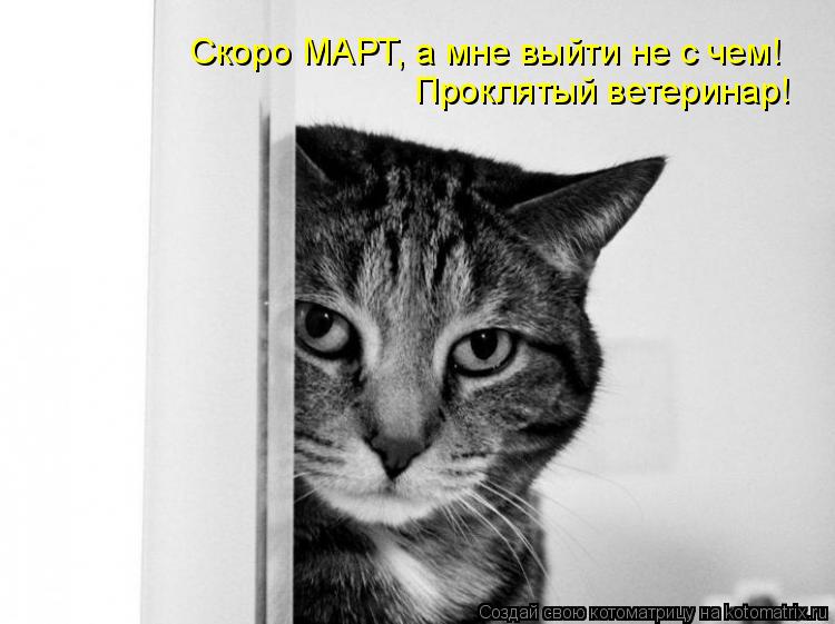 Котоматрица: Скоро МАРТ, а мне выйти не с чем! Проклятый ветеринар!