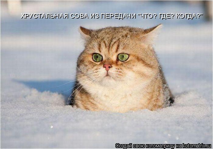 ХРУСТАЛЬНАЯ СОВА ИЗ ПЕРЕДАЧИ "ЧТО? ГДЕ? КОГДА?"... Котоматрица: ХРУСТАЛЬНАЯ СОВА ИЗ ПЕРЕДАЧИ "ЧТО? ГДЕ? КОГДА?"