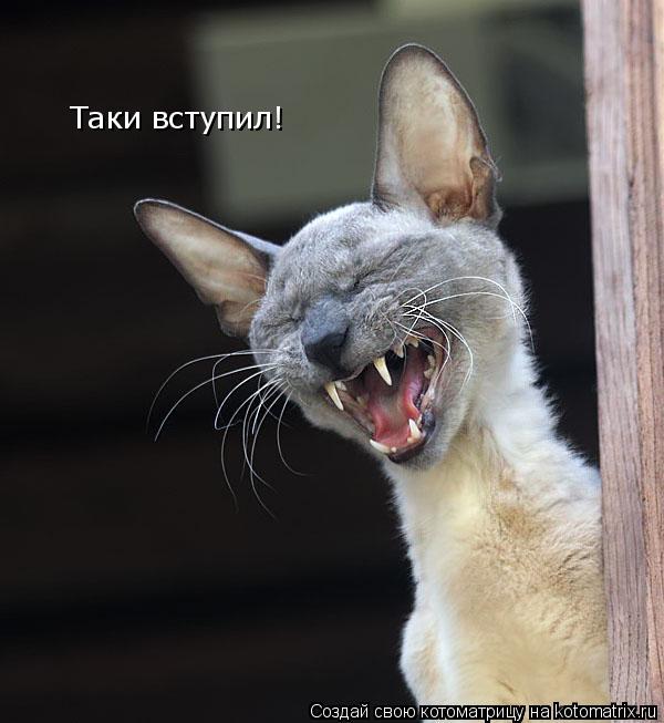 Котоматрица: Таки вступил!