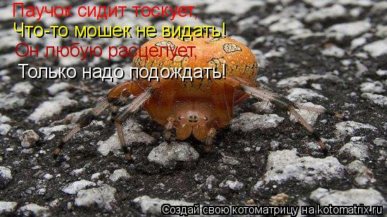Паучок сидит тоскует, Что-то мошек не видать! Он любую расцелует, Только надо подождать!... Котоматрица: Паучок сидит тоскует, Что-то мошек не видать! Он любую расцелует, Только надо подождать!