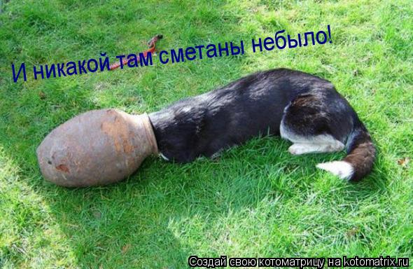 И никакой там сметаны небыло!... Котоматрица: И никакой там сметаны небыло!