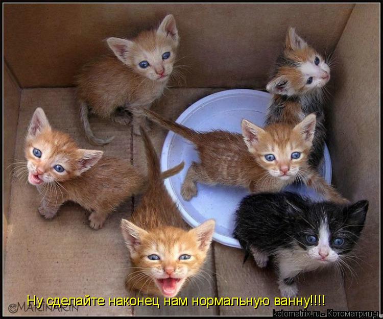 Котоматрица: Ну сделайте наконец нам нормальную ванну!!!!
