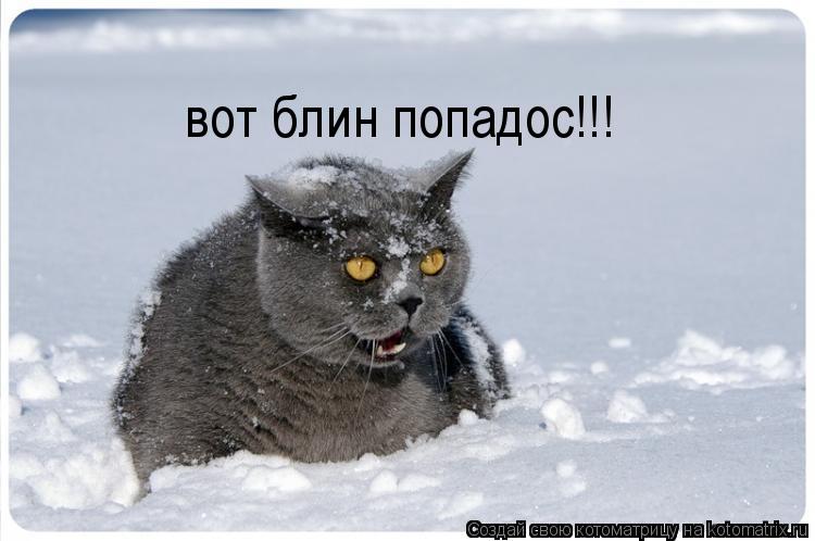 вот блин попадос!!! у меня уже зад отмёрз!... Котоматрица: вот блин попадос!!! у меня уже зад отмёрз!