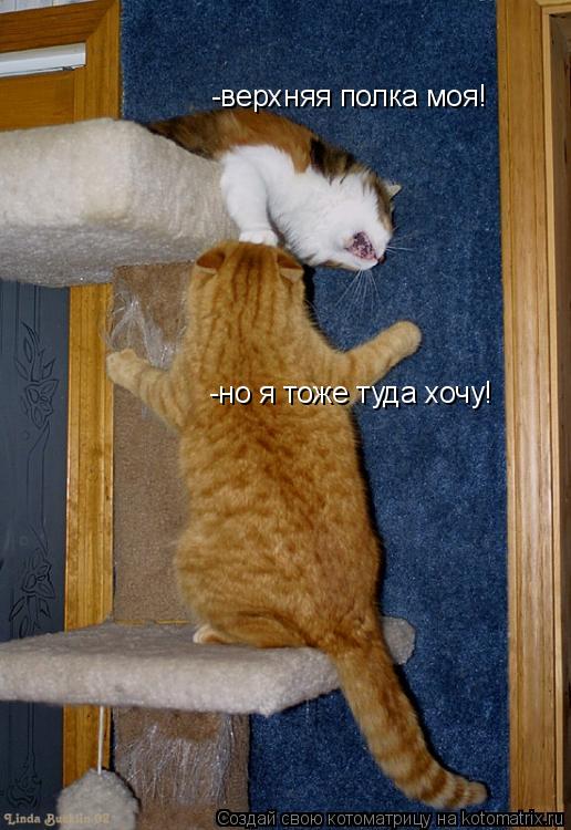 Котоматрица: -верхняя полка моя! -но я тоже туда хочу!