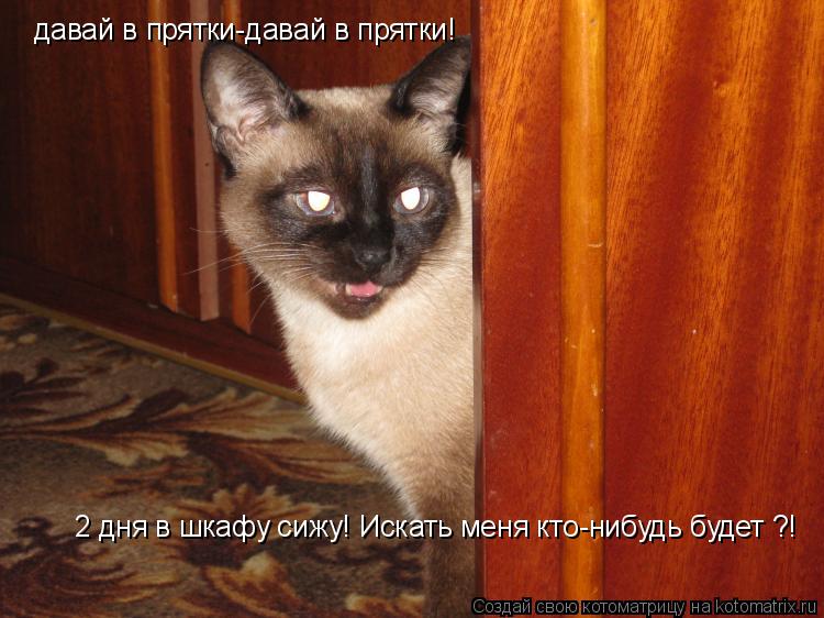 Котоматрица: 2 дня в шкафу сижу! Искать меня кто-нибудь будет ?! давай в прятки-давай в прятки!