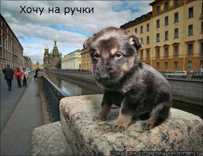 Хочу на ручки... Котоматрица: Хочу на ручки