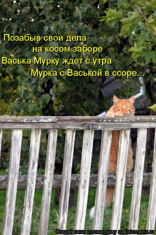 Позабыв свои дела на косом заборе Васька Мурку ждет с утра Мурка с Васькой в ссоре...... Котоматрица: Позабыв свои дела на косом заборе Васька Мурку ждет с утра Мурка с Васькой в ссоре...