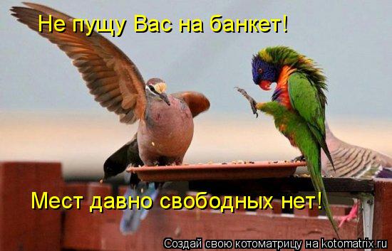 Не пущу Вас на банкет! Мест давно свободных нет!... Котоматрица: Не пущу Вас на банкет! Мест давно свободных нет!