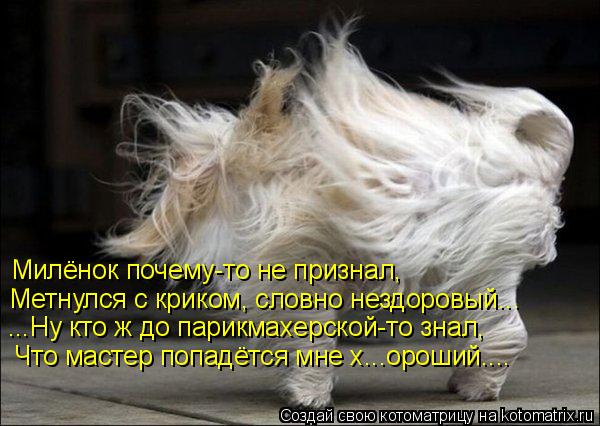 Милёнок почему-то не признал, Метнулся с криком, словно нездоровый... ...Ну кто ж до парикмахерской-т... Котоматрица: Милёнок почему-то не признал, Метнулся с криком, словно нездоровый... ...Ну кто ж до парикмахерской-то знал, Что мастер попадётся мне х...ороший