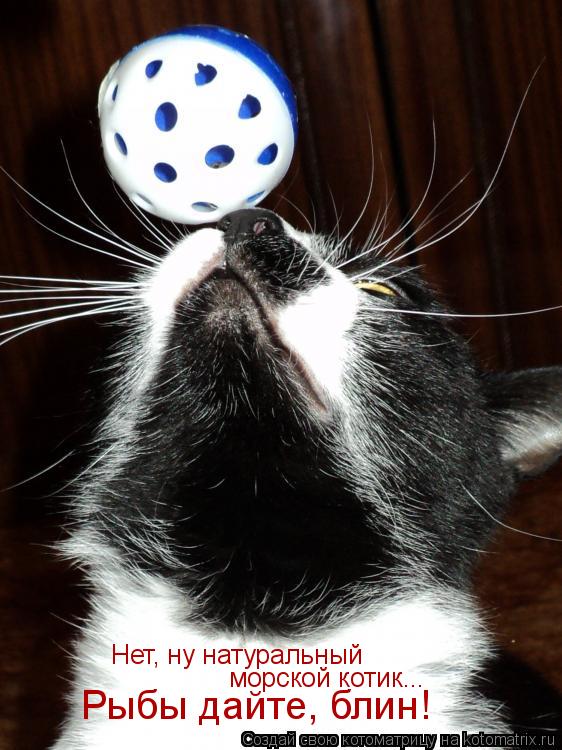 Котоматрица: Нет, ну натуральный морской котик... Рыбы дайте, блин!