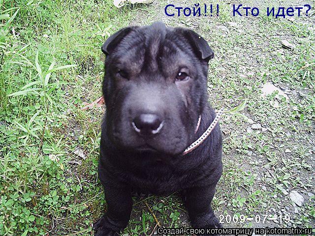 Котоматрица: Стой!!!  Кто идет?