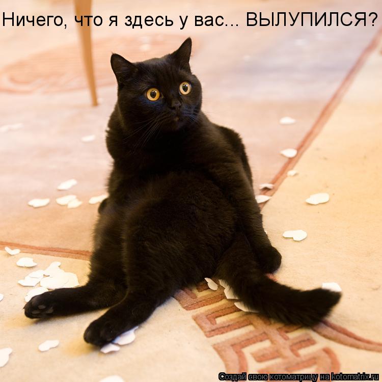 Котоматрица: Ничего, что я здесь у вас... ВЫЛУПИЛСЯ?