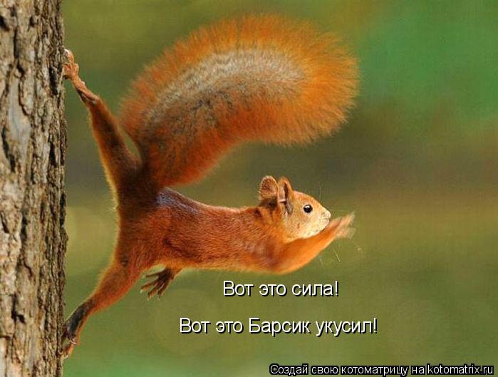 Вот это сила! Вот это Барсик укусил!... Котоматрица: Вот это сила! Вот это Барсик укусил!