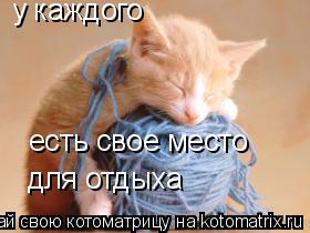 Котоматрица: у каждого есть свое место для отдыха