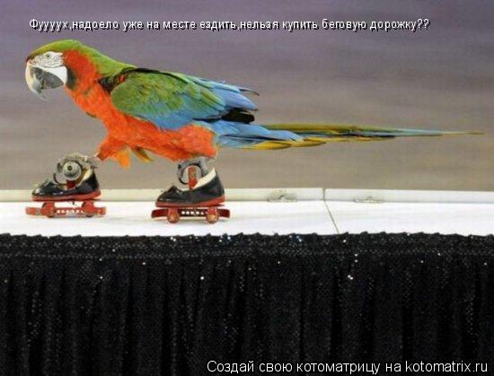 Котоматрица: Фуууух,надоело уже на месте ездить,нельзя купить беговую дорожку??