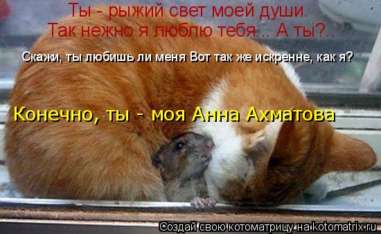 Ты - рыжий свет моей души. Так нежно я люблю тебя... А ты?.. Скажи, ты любишь ли меня Вот так же иск... Котоматрица: Ты - рыжий свет моей души. Так нежно я люблю тебя... А ты?.. Скажи, ты любишь ли меня Вот так же искренне, как я? Конечно, ты - моя Анна Ахматова