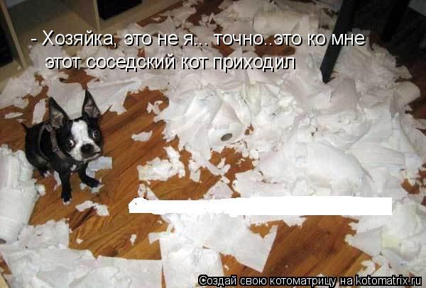 Котоматрица: - Хозяйка, это не я... точно..это ко мне этот соседский кот приходил