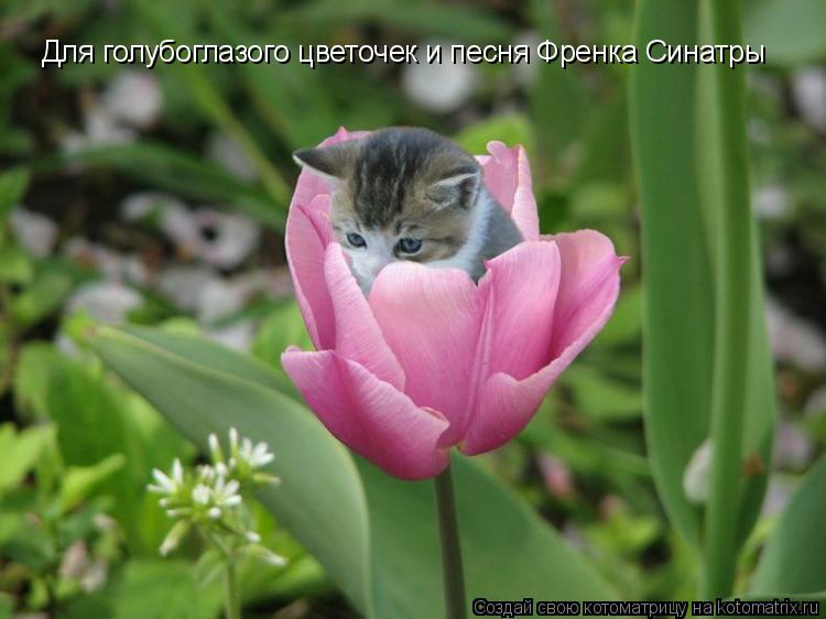 Котоматрица: Для голубоглазого цветочек и песня Френка Синатры