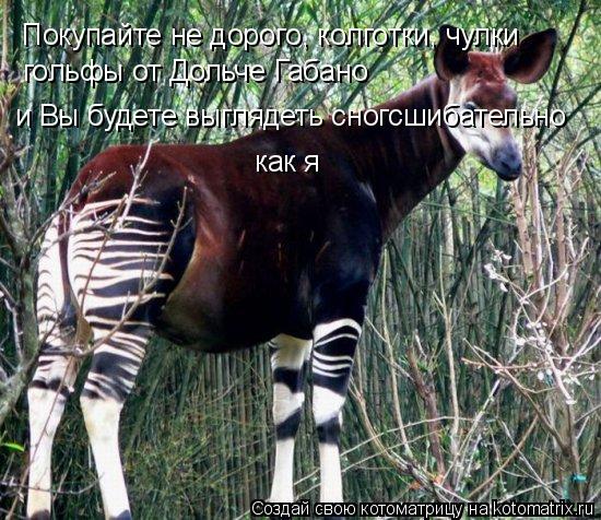 Котоматрица: Покупайте не дорого, колготки, чулки  гольфы от Дольче Габано и Вы будете выглядеть сногсшибательно как я