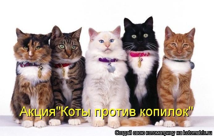 Котоматрица: Акция"Коты против копилок"