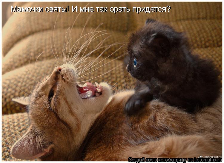 Котоматрица: Мамочки святы! И мне так орать придется?