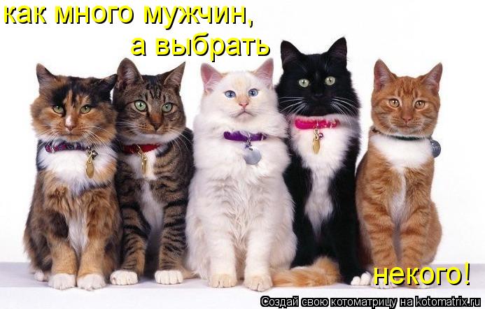Котоматрица: как много мужчин, а выбрать некого!