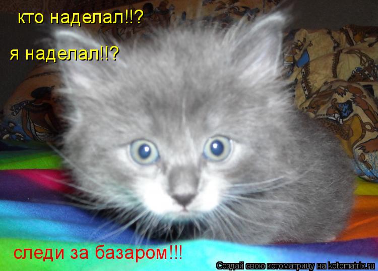 Котоматрица: кто наделал!!?  я наделал!!?  следи за базаром!!!