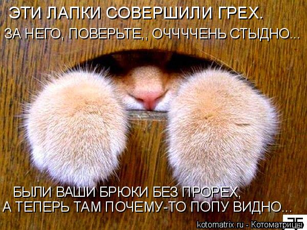 Котоматрица: ЭТИ ЛАПКИ СОВЕРШИЛИ ГРЕХ. ЗА НЕГО, ПОВЕРЬТЕ,, ОЧЧЧЧЕНЬ СТЫДНО... БЫЛИ ВАШИ БРЮКИ БЕЗ ПРОРЕХ,  А ТЕПЕРЬ ТАМ ПОЧЕМУ-ТО ПОПУ ВИДНО...
