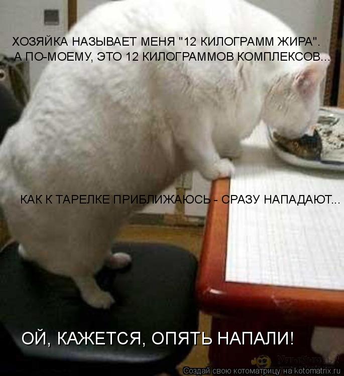Котоматрица: ХОЗЯЙКА НАЗЫВАЕТ МЕНЯ "12 КИЛОГРАММ ЖИРА". А ПО-МОЕМУ, ЭТО 12 КИЛОГРАММОВ КОМПЛЕКСОВ... КАК К ТАРЕЛКЕ ПРИБЛИЖАЮСЬ - СРАЗУ НАПАДАЮТ... ОЙ, КАЖЕТСЯ, 