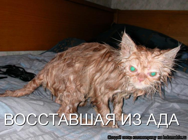 Котоматрица: ВОССТАВШАЯ ИЗ АДА