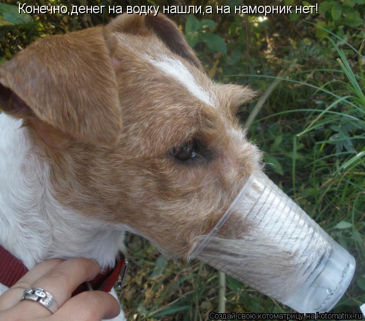 Котоматрица: Конечно,денег на водку нашли,а на наморник нет!