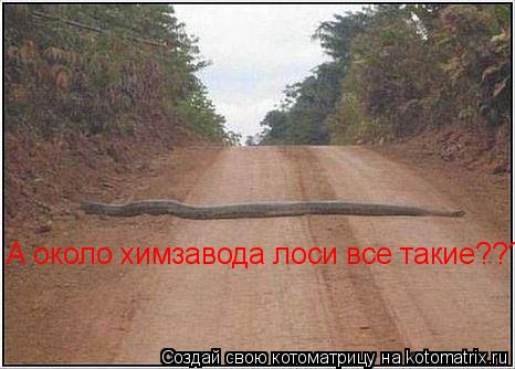Котоматрица: А около химзавода лоси все такие???