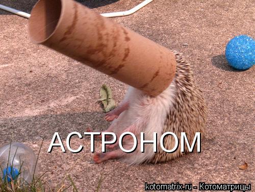 Котоматрица: АСТРОНОМ