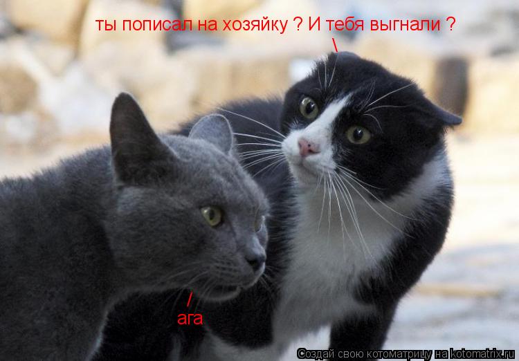Котоматрица: ты пописал на хозяйку ? И тебя выгнали ? \ ага /